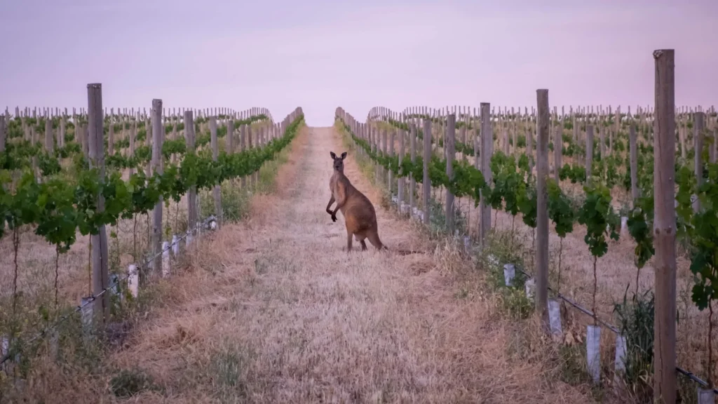 Barossa Valley, Australia