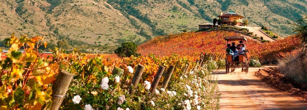 Discover the Colchagua wine route in Chile, which rivals Napa, Bordeaux, and Tuscany, offering world-class wines, boutique vineyards...