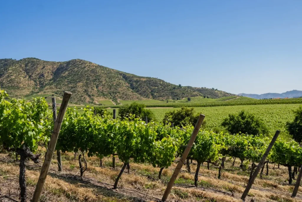 Premium Wines from Viña Encierra 2