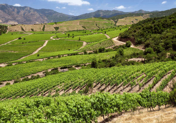 Qué hacer en Santa Cruz de Colchagua