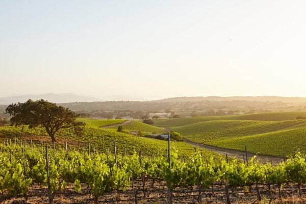 disfruta colchagua