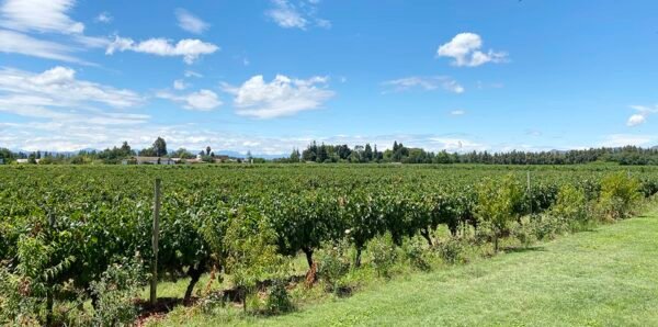 viñas de colchagua