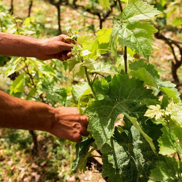 terroir del Valle de Colchagua